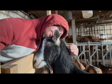 Видео: В БУТЫЛКЕ С МОЛОКОМ ДЖЕРСИ, МОЛОКА НЕ ОБНАРУЖЕНО 😳🐂 СПЛОШНЫЕ СЛИВКИ 👍