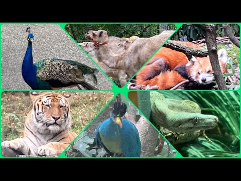 Видео: Bronx Zoo! Нью-Йоркский зоопарк!