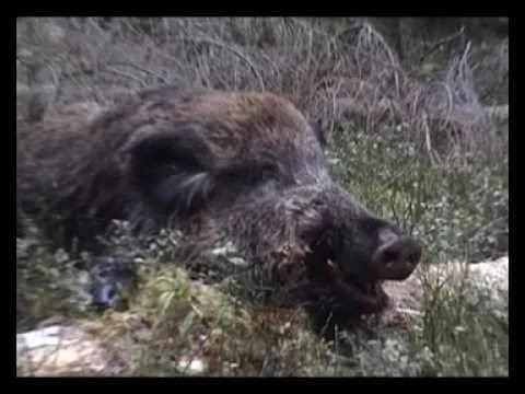 Видео: Загонная охота на копытных в Белоруссии . 2018