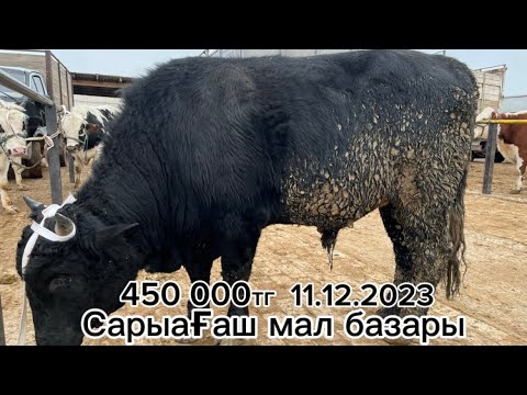 Видео: Сарыағаш мал базары 11.12.2023 өте керемет бағада 🔥🔥🔥