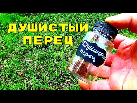 Видео: ЭТО ВАМ НУЖНО УВИДЕТЬ! Реакция Карася на душистый перец! Подводная съемка