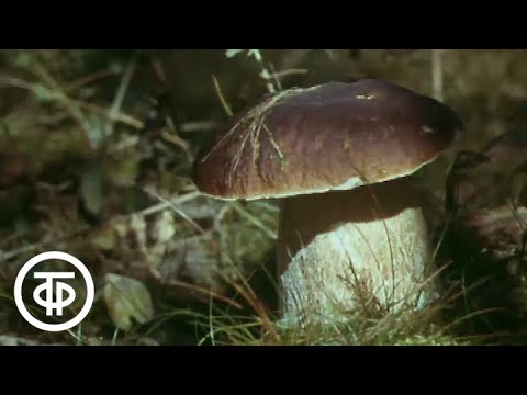 Видео: Грибная охота. Полезная информация для грибников (1990)