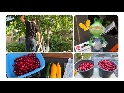 Видео: СОБИРАЕМ УРОЖАЙ И СОЛЮ ОГУРЧИКИ 🤗#надаче#нашадача#черешня#огурчики#рецепт#урожай#жизньзаграницей