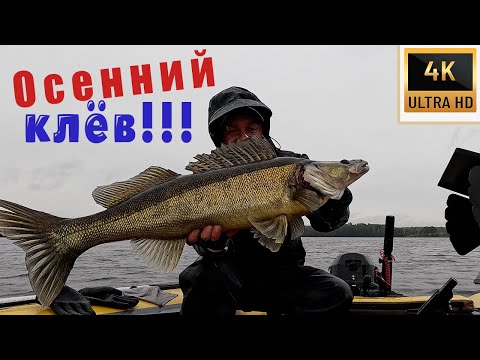 Видео: ЗАЧЕМ ЩУКА, ЕСЛИ ЕСТЬ ТАКИЕ СУДАКИ!!! НАСТОЯЩИЙ ОСЕННИЙ КЛЁВ!!!