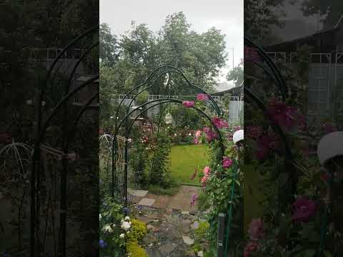 Видео: Никогда такого не было, и вот, опять 💦☔💦