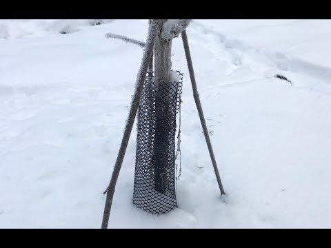Видео: Сетка для защиты молодого сада от мышей и зайцев