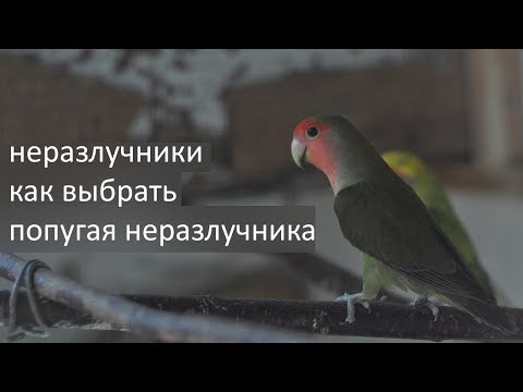 Видео: неразлучники//как выбрать попугая неразлучника // первые дни дома