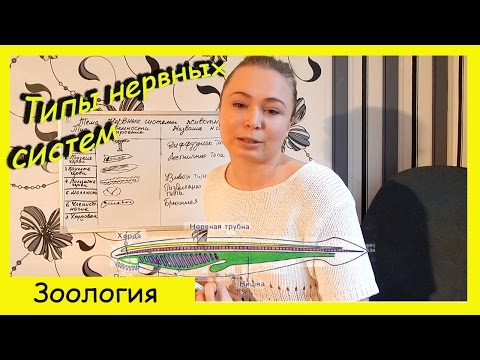 Видео: Типы нервных систем животных.