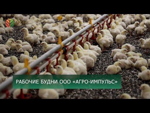 Видео: Рабочие будни ООО «Агро-Импульс»/Птицеводство/Осенние полевые работы/Итоги конкурса детских талантов