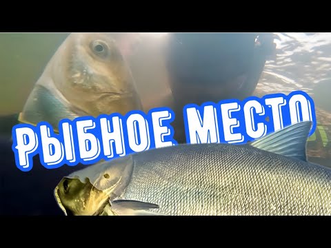 Видео: Подводная охота на толстолобика зимой.  Где он обитает?
