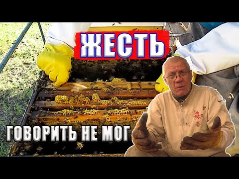 Видео: Как НЕ НАДО Собирать гнезда пчел на зиму? ЖЕСТЬ.