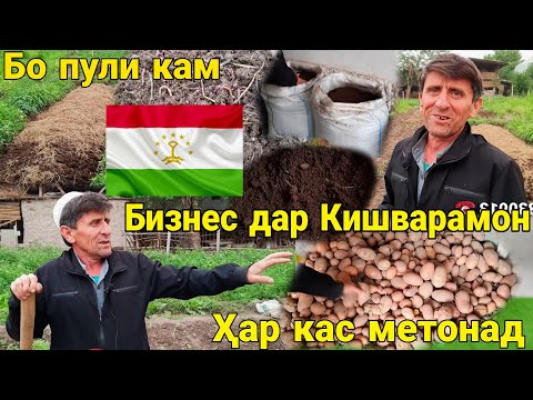 Видео: Бизнес дар шароити Хона бо пули кам Истеҳсоли Биогумус бо Кирмак 23 мая 2022