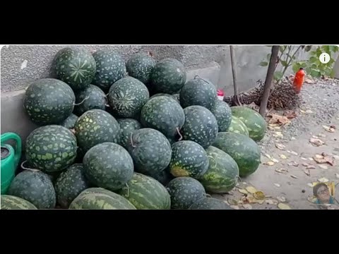 Видео: Как Засолить Арбузы в Бочке на Зиму. Убираем огород