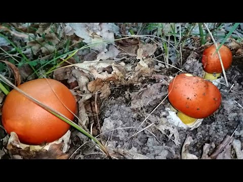 Видео: Как отличить съедобные мухоморы. Мухомор цезаря и серо-розовый мухомор. Amanita rubescens / caesarea