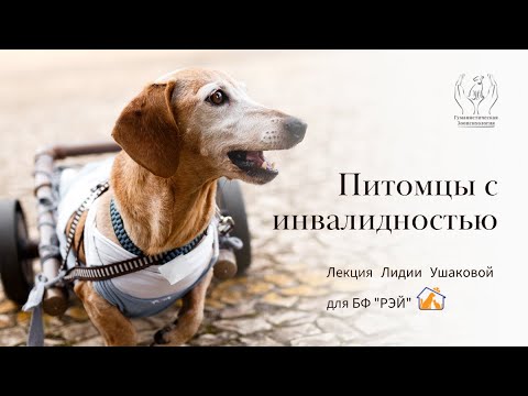 Видео: Питомцы с инвалидностью. Психологический взгляд
