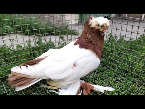 Видео: Мы должны сохранить такую ​​красоту! Двухчубые голуби. Tauben. Pigeons. Palomas. Pombos.