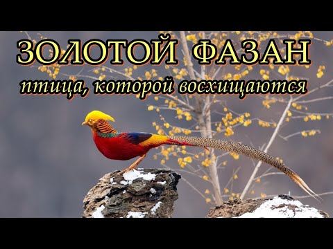 Видео: ЗОЛОТОЙ ФАЗАН - Птица, которой восхищаются