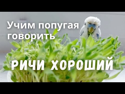 Видео: Ричи хороший Учим попугая говорить