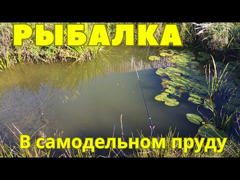Видео: Рыбалка в самодельном дачном пруду