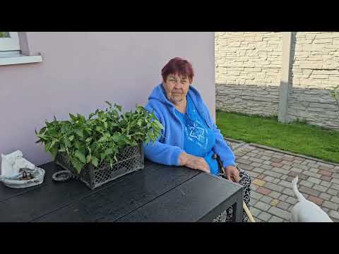 Видео: Купил рассаду, остался без штанов 🤔