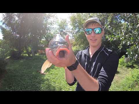 Видео: Ловля Карпа / Ловля на Флэт-фидер / Фидерная ловля Карпа в Киеве