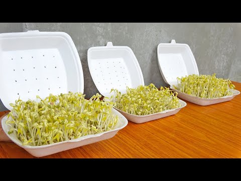 Видео: Простая идея: использовать пенополистирол для выращивания ростков фасоли в домашних условиях