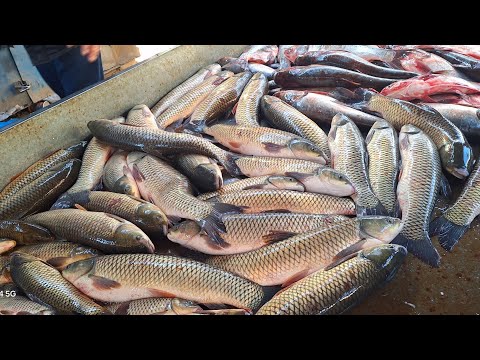 Видео: ХОРАЗМ ХАЗАРАСП БАЛИК БОЗОРИ АНИК НАРХЛАРИ 5 АПРЕЛЬ 2025-ЙИЛ !!! ХОРАЗМ ОБЗОР