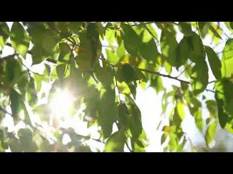 Видео: "Тайна Сибирской глуши / Таинственное пробуждение".