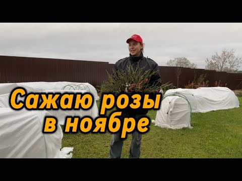 Видео: Эксперимент. Поздняя посадка роз