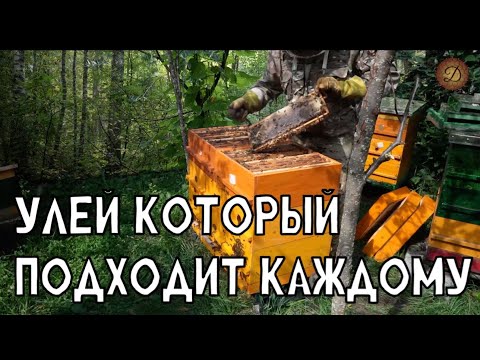 Видео: УЛЕЙ КОТОРЫЙ ПОДХОДИТ КАЖДОМУ