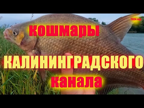 Видео: Ночной лещ на кошмарных островах 2024