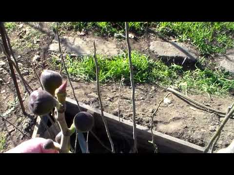 Видео: Подготовка к укрытию на зиму куста инжира