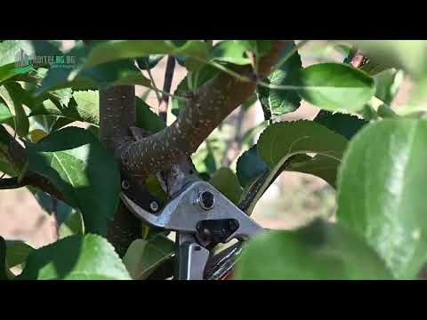 Видео: Лятна резитба на овощните дръвчета - начин за оздравяване и по-добро плододаване