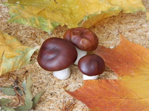 Видео: Грибы из каштанов