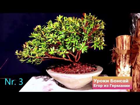 Видео: История моего бонсай. Магазин бонсай в Кельне.
