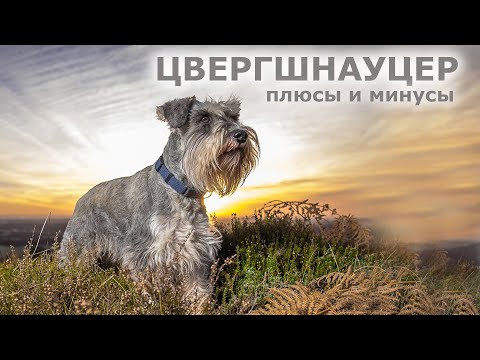 Видео: ЦВЕРГШНАУЦЕР. Плюсы и минусы породы миниатюрный шнауцер zwergschnauzer