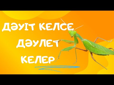Видео: Дәуітті өлтіруге болмайды.Дәуіт туралы.Жануарлар әлемі