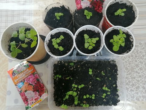 Видео: Годеция. ч.1. Удачный опыт выращивание из семян. Пикировка рассады.