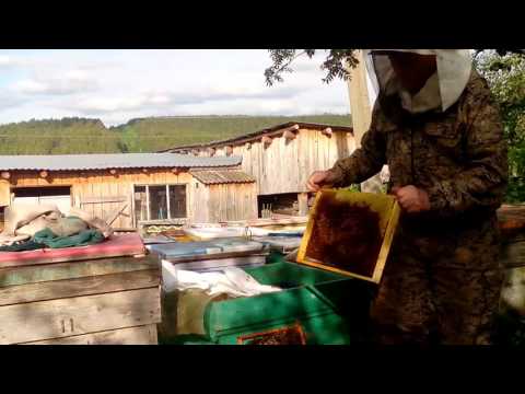 Видео: ДЕЛАЮ БЕЗРАСПЛОДНЫЕ ОТВОДКИ НА НЕПЛОДНУЮ МАТКУ. Bee.keeping🔥🔥🔥