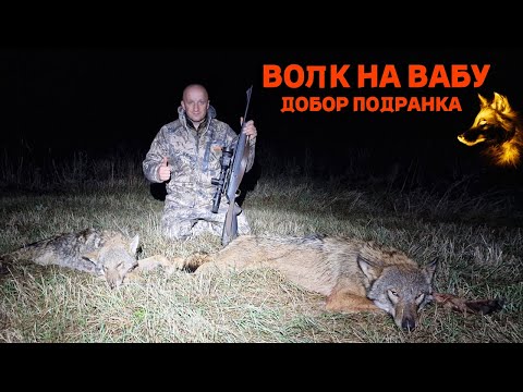 Видео: Охота! Волк на Вабу! Добор подранка!