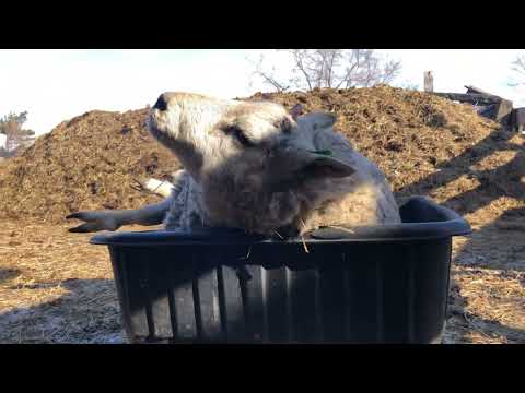 Видео: Привесы Баранов за февраль