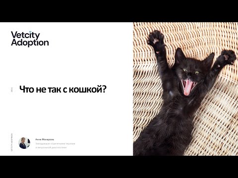 Видео: Что не так с кошкой? Лекция от VetCity Adoption. Ветеринарный врач-терапевт Макарова Анна