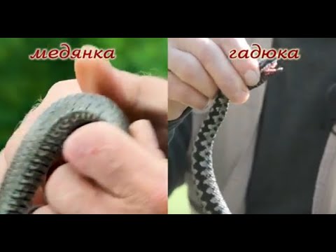 Видео: Гадюки,медянки,шахматные змеи,ужи