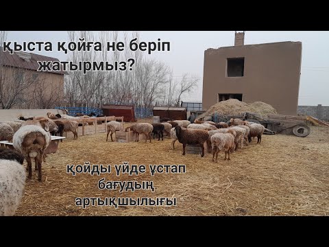 Видео: Қыста қойға не беріп жатырмыз? | қойға күтім | қошқарға шолу