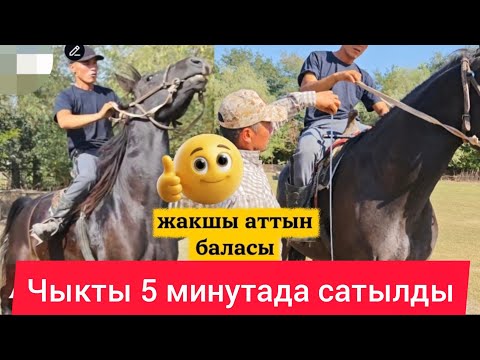 Видео: Чыкты кетти сатылды  12 сентября 2025 г.