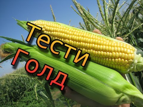 Видео: Сахарная кукуруза Тести Голд. Обзор кукурузы Тести Голд. Сладкая кукуруза Agri Saaten