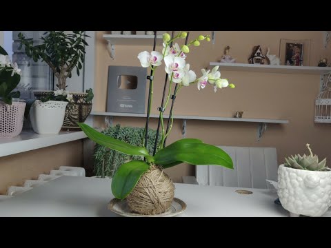 Видео: Как сделать кокедаму . Kokekdama .