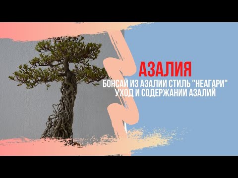 Видео: Бонсай из АЗАЛИИ. Уход, правила содержания, полив и пересадка азалии в домашних условиях. СЕКРЕТЫ!