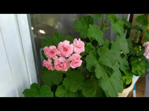 Видео: Первое цветение пеларгонии Grainger's Antique Rose