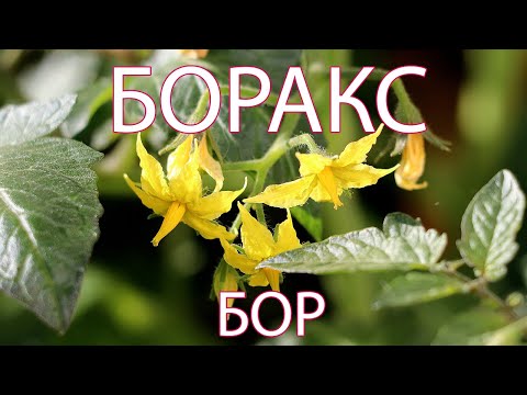 Видео: Гл.6 Полезно для людей и растений в саду - БУРА